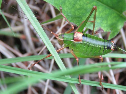 Barbitistes fischeri